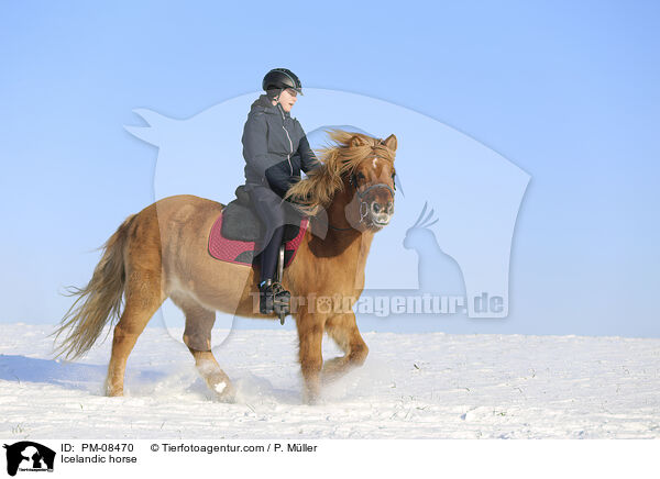 Islnder / Icelandic horse / PM-08470