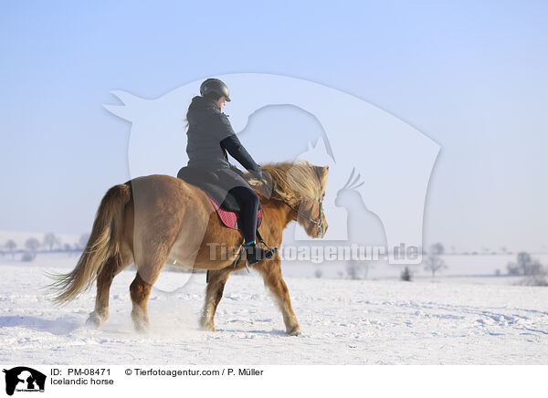 Islnder / Icelandic horse / PM-08471