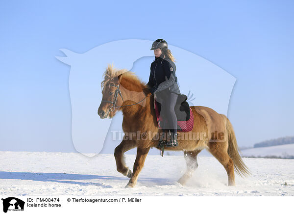 Islnder / Icelandic horse / PM-08474