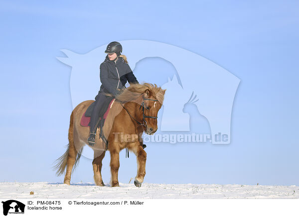 Islnder / Icelandic horse / PM-08475