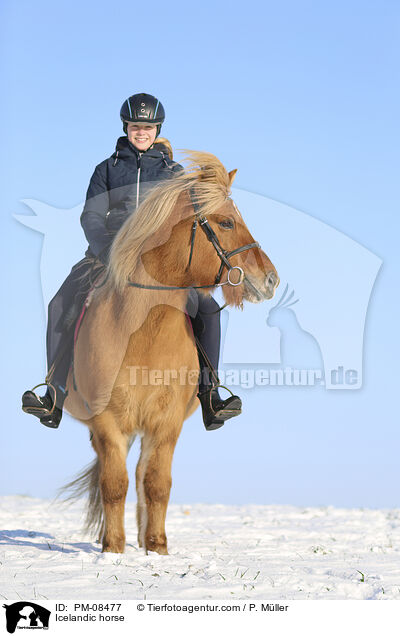 Islnder / Icelandic horse / PM-08477