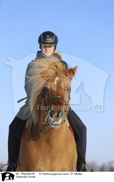 Islnder / Icelandic horse / PM-08478