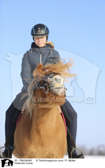 Islnder / Icelandic horse / PM-08480