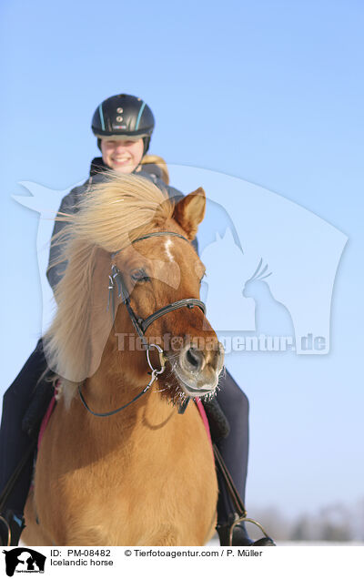Islnder / Icelandic horse / PM-08482