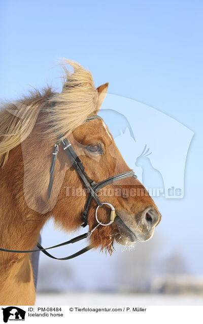Islnder / Icelandic horse / PM-08484