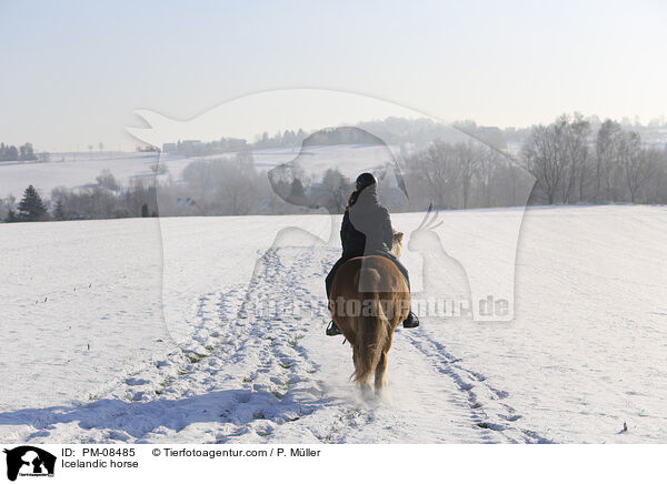 Islnder / Icelandic horse / PM-08485
