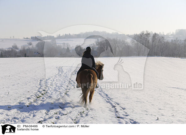 Islnder / Icelandic horse / PM-08486