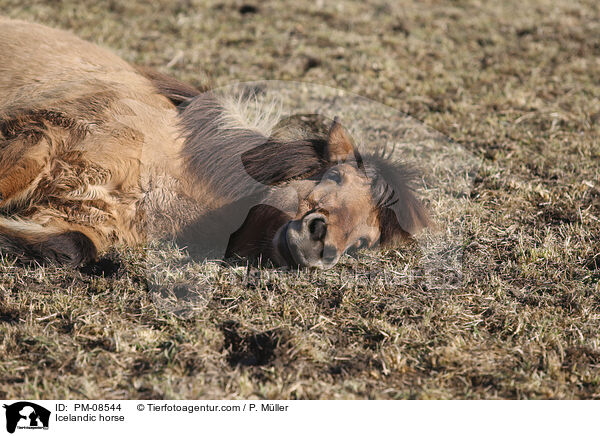 Islnder / Icelandic horse / PM-08544