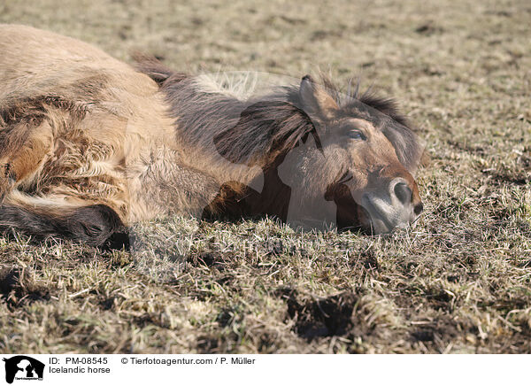 Islnder / Icelandic horse / PM-08545