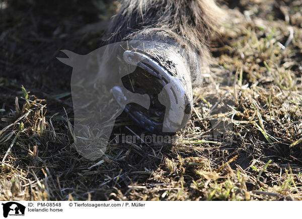 Islnder / Icelandic horse / PM-08548