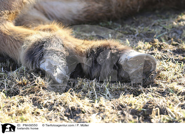 Islnder / Icelandic horse / PM-08550