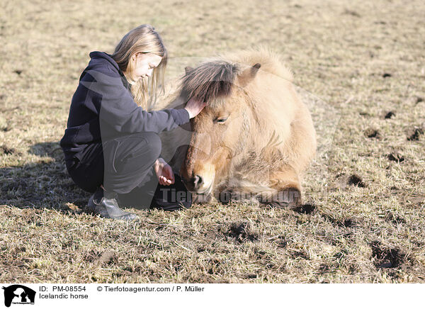 Islnder / Icelandic horse / PM-08554