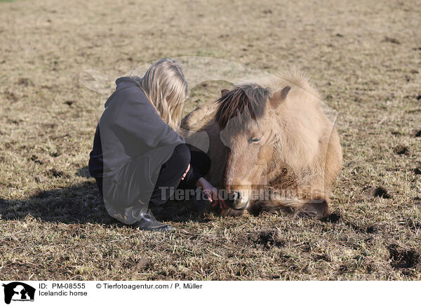 Islnder / Icelandic horse / PM-08555