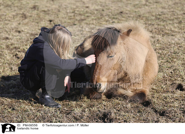 Islnder / Icelandic horse / PM-08556