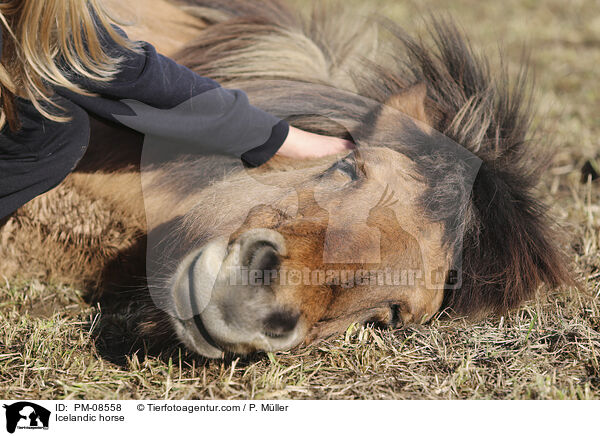 Islnder / Icelandic horse / PM-08558