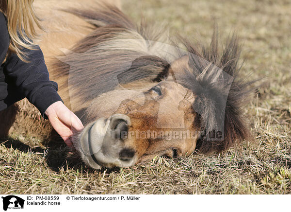 Islnder / Icelandic horse / PM-08559