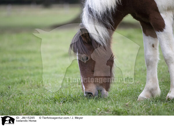 Islandpony / Icelandic Horse / JM-15285