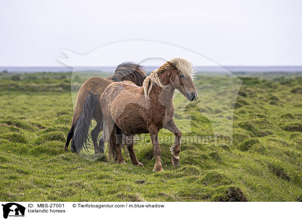 Islnder / Icelandic horses / MBS-27001