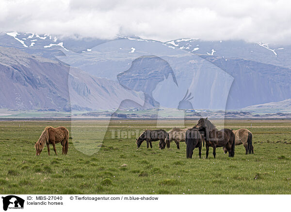 Icelandic horses / MBS-27040
