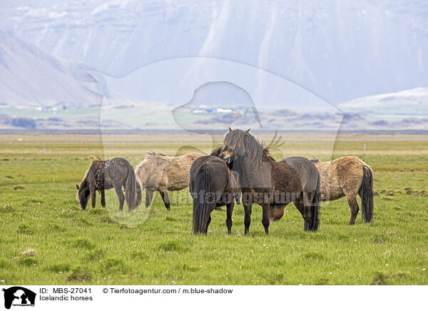 Islnder / Icelandic horses / MBS-27041