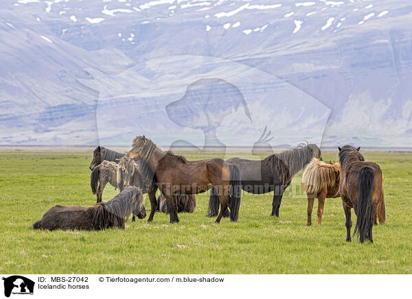 Islnder / Icelandic horses / MBS-27042