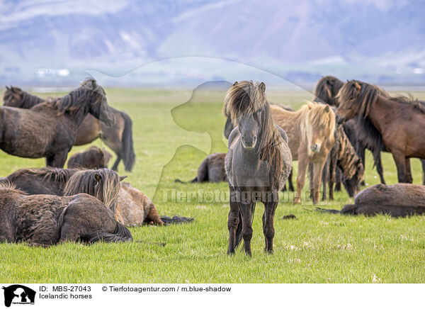 Islnder / Icelandic horses / MBS-27043