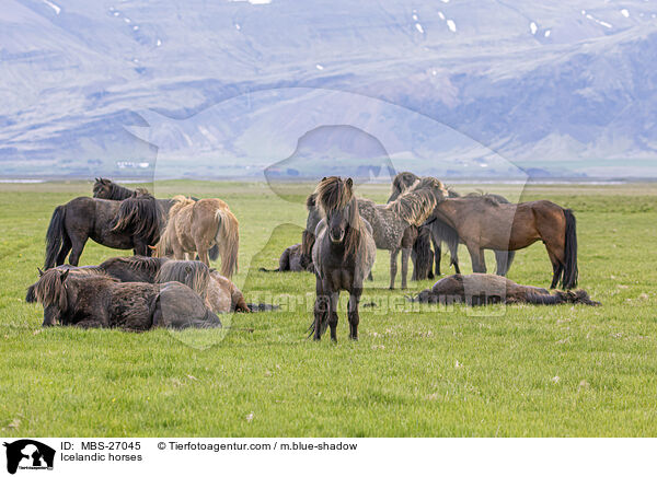 Islnder / Icelandic horses / MBS-27045
