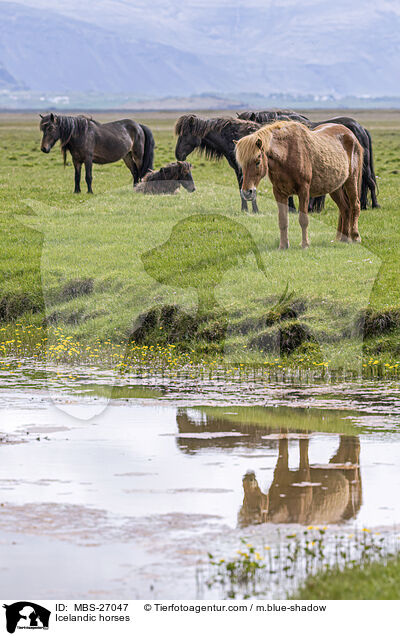 Islnder / Icelandic horses / MBS-27047