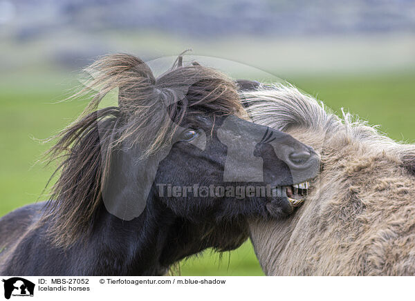 Islnder / Icelandic horses / MBS-27052