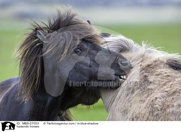 Islnder / Icelandic horses / MBS-27053