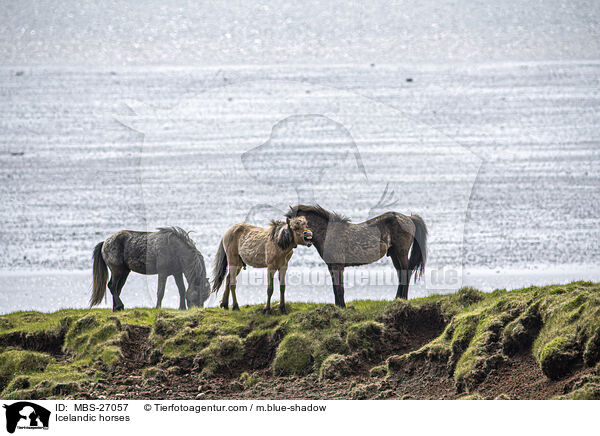 Islnder / Icelandic horses / MBS-27057