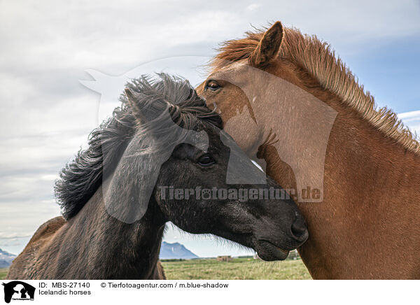 Islnder / Icelandic horses / MBS-27140
