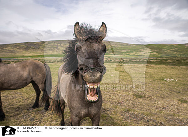 Icelandic horses / MBS-27158