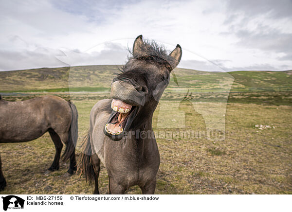 Icelandic horses / MBS-27159