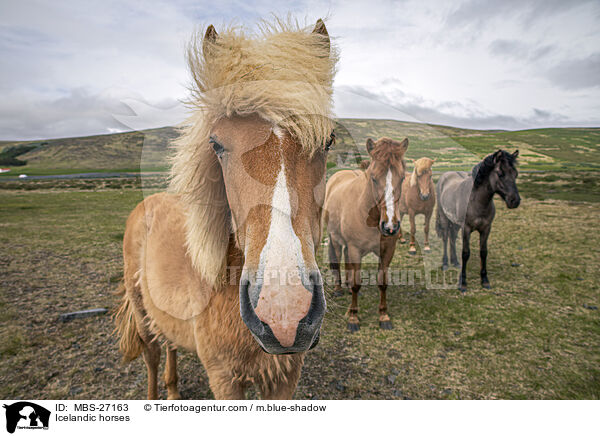 Islnder / Icelandic horses / MBS-27163