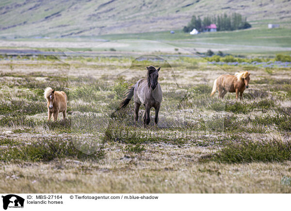 Islnder / Icelandic horses / MBS-27164