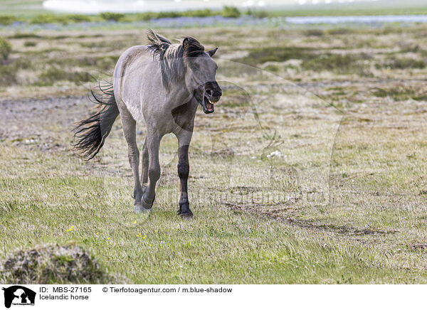 Islnder / Icelandic horse / MBS-27165