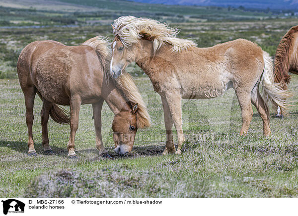 Islnder / Icelandic horses / MBS-27166