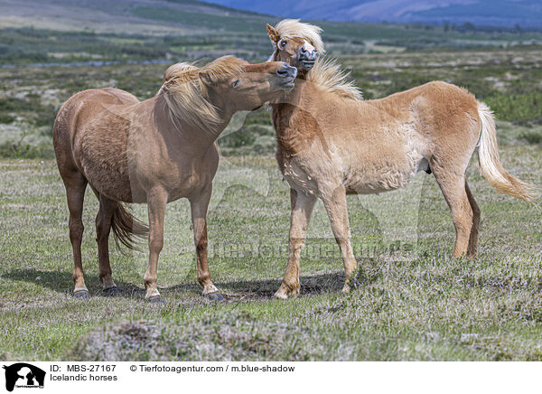 Islnder / Icelandic horses / MBS-27167