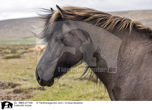 Islnder / Icelandic horse / MBS-27168