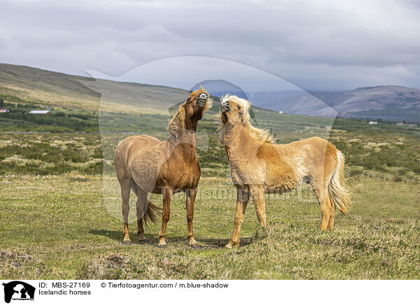 Islnder / Icelandic horses / MBS-27169