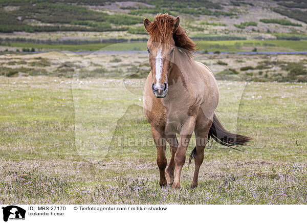 Islnder / Icelandic horse / MBS-27170