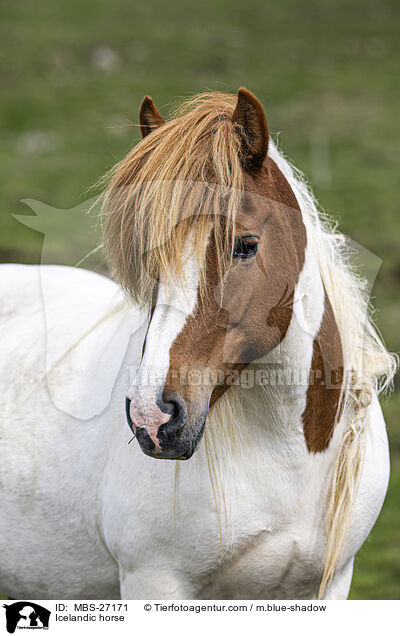 Islnder / Icelandic horse / MBS-27171