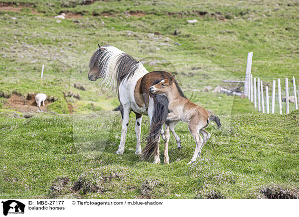 Islnder / Icelandic horses / MBS-27177