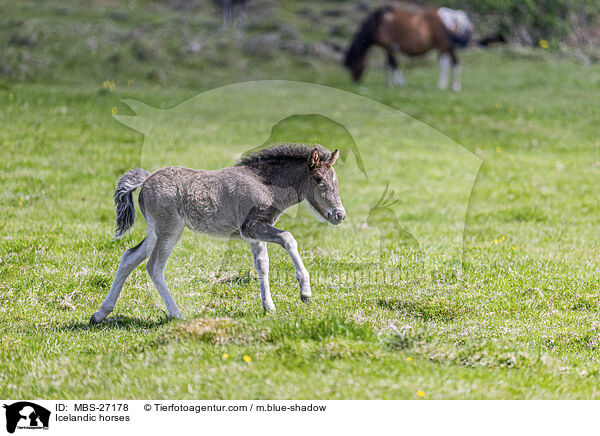 Islnder / Icelandic horses / MBS-27178