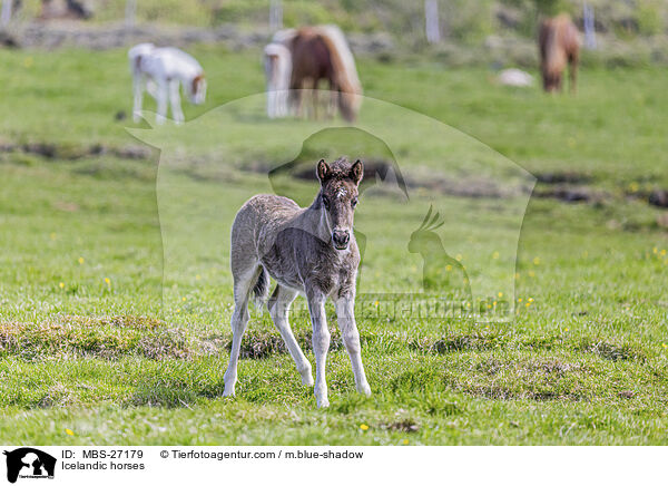 Islnder / Icelandic horses / MBS-27179