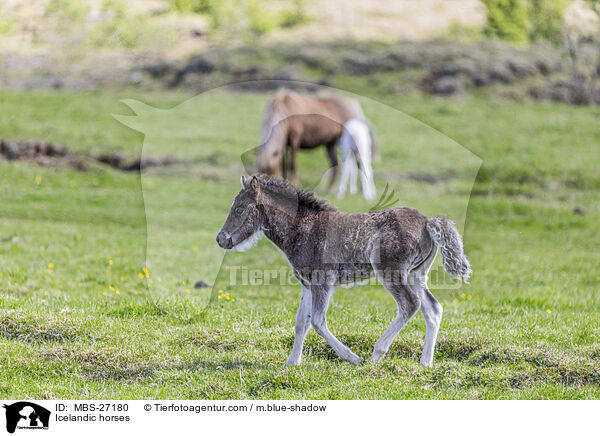 Icelandic horses / MBS-27180