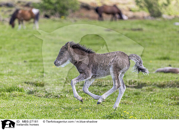 Islnder / Icelandic horses / MBS-27181