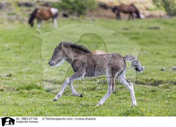 Icelandic horses / MBS-27182