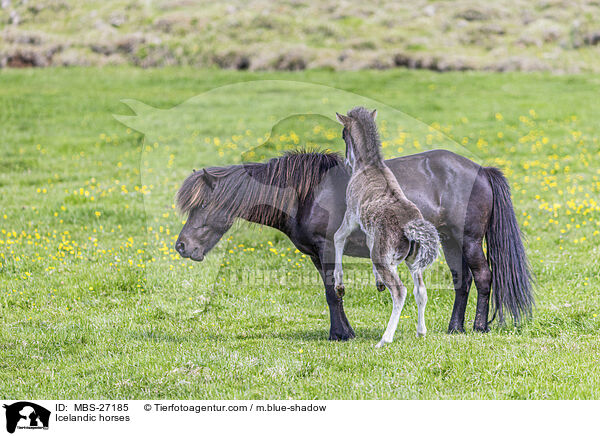 Islnder / Icelandic horses / MBS-27185